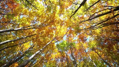 平移拍摄树顶树叶叶子秋天